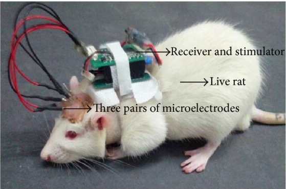 ratbot